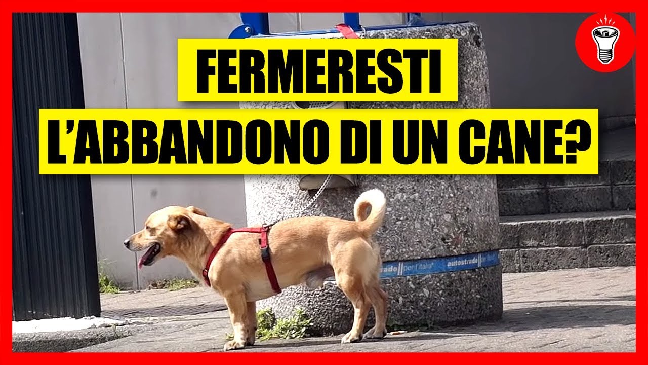 Fermeresti l'abbandono di un Cane? - [Esperimento Sociale] - theShow