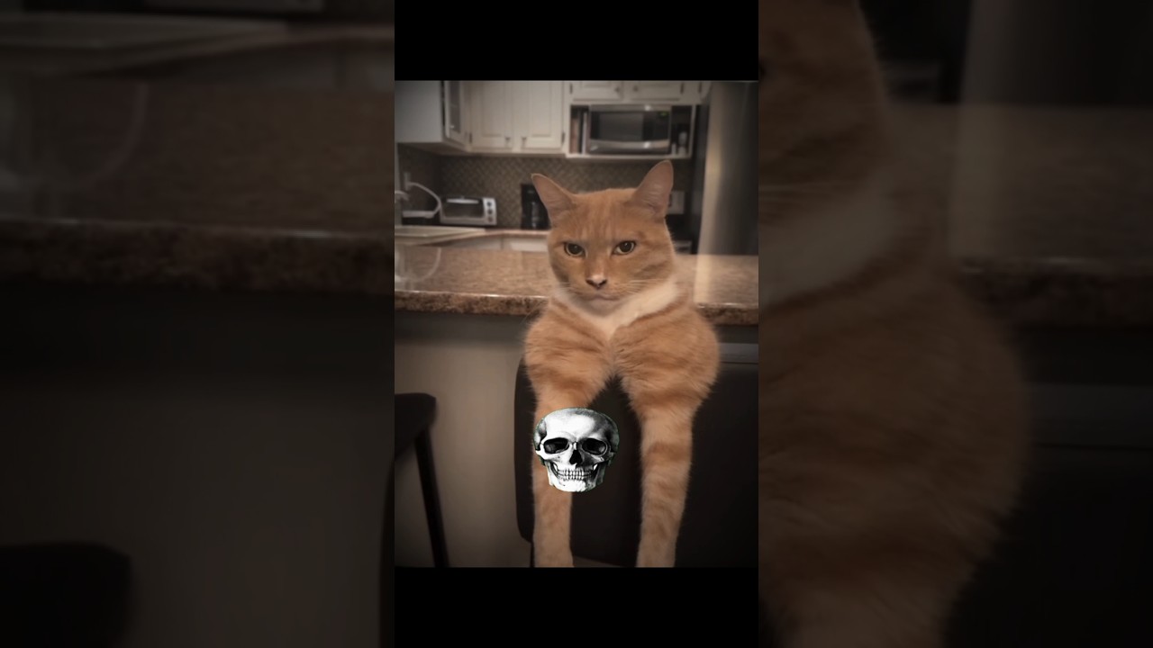 Girls cats vs Boys cats ☠️