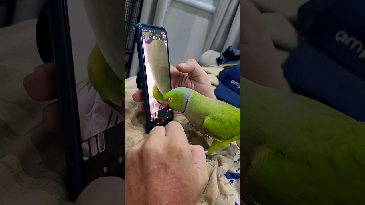 RING NECK FALANDO - UDP #shorts #ringneckparrot