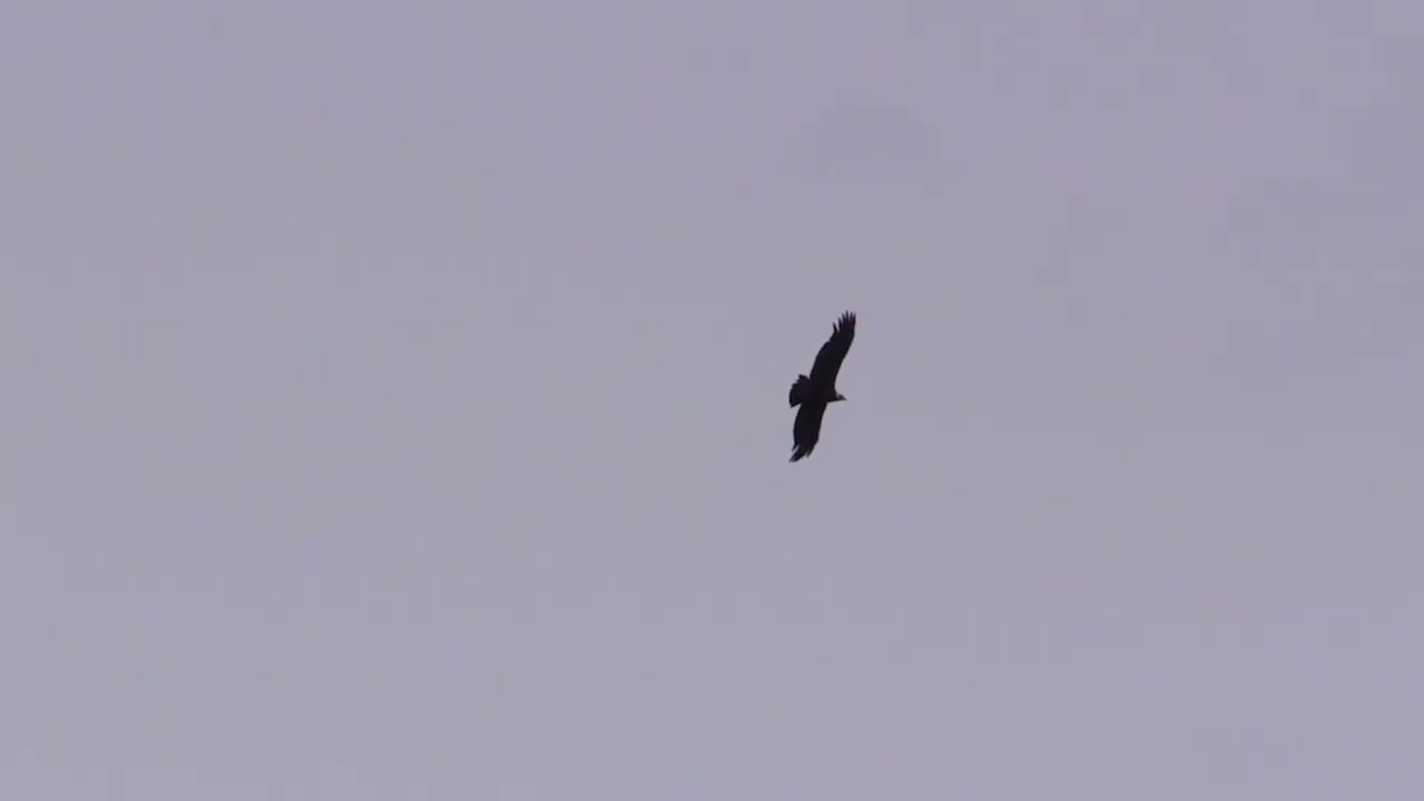 Condor des Andes (Vultur gryphus) Andean Condor