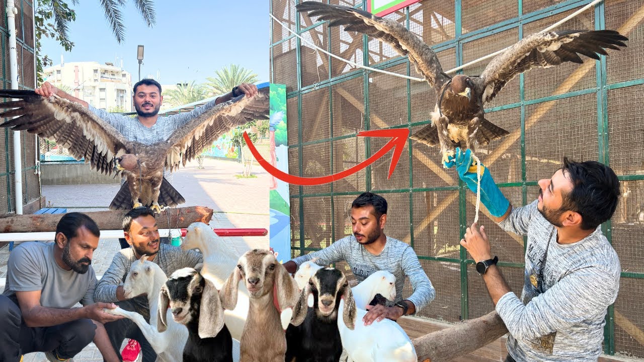 BIG EAGLE HAATH PE AGAI OR BAKRI K BACHE BARE HOGAE