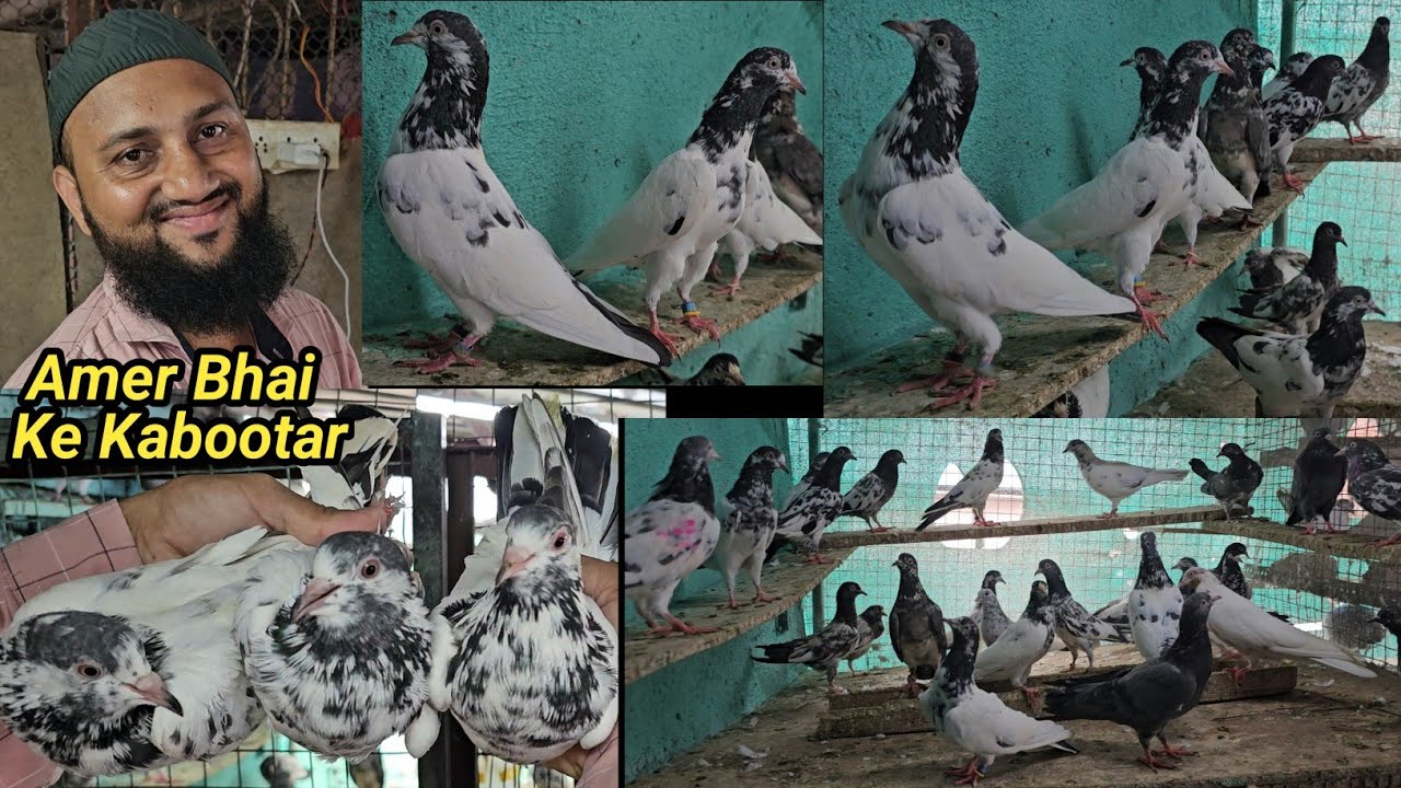 Amer Bhai Ka Breeding Setup Aur Ache Udane Wale Kabootar.