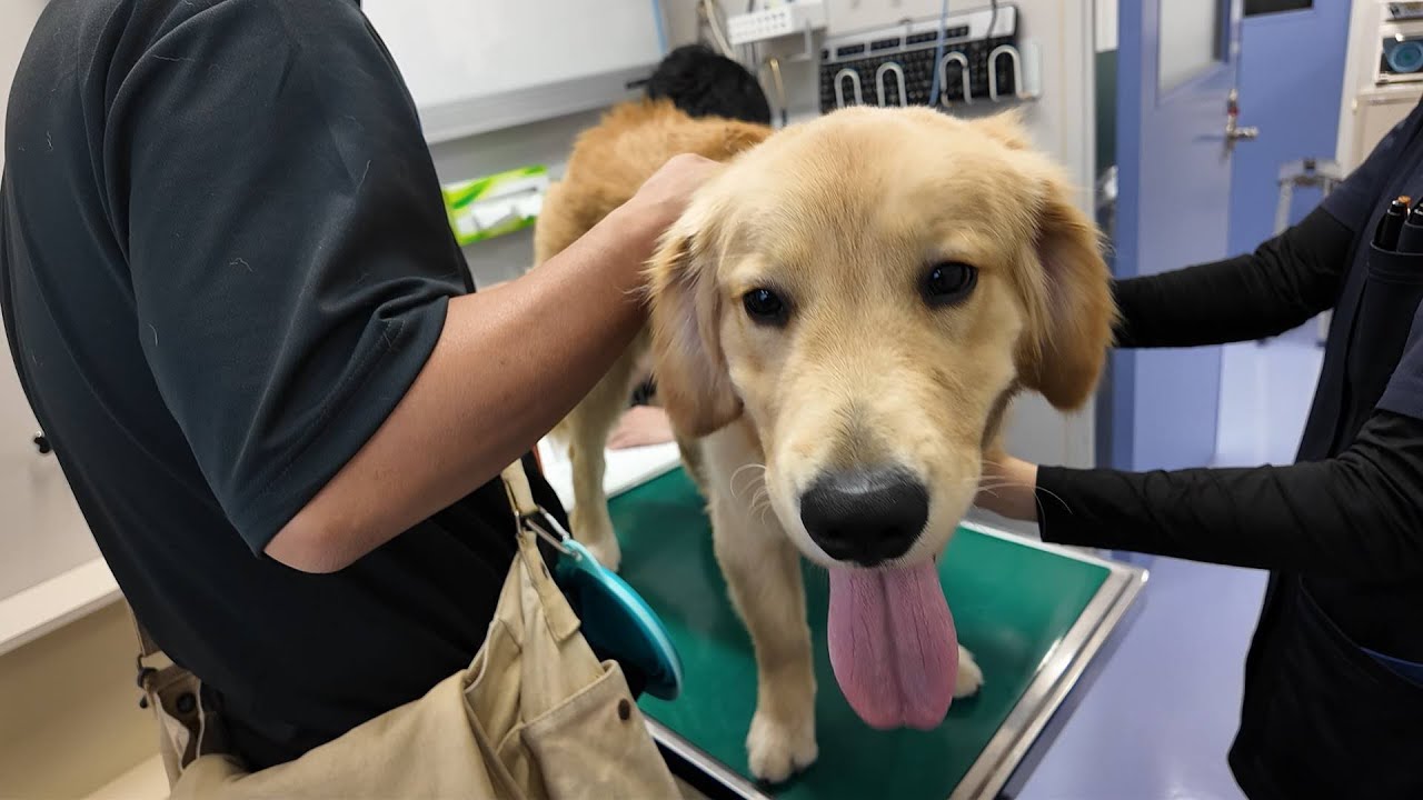 体の異変が起き連日の嘔吐。病院へ行き飼い主として１つの決断をする。【Golden Retriever japan】