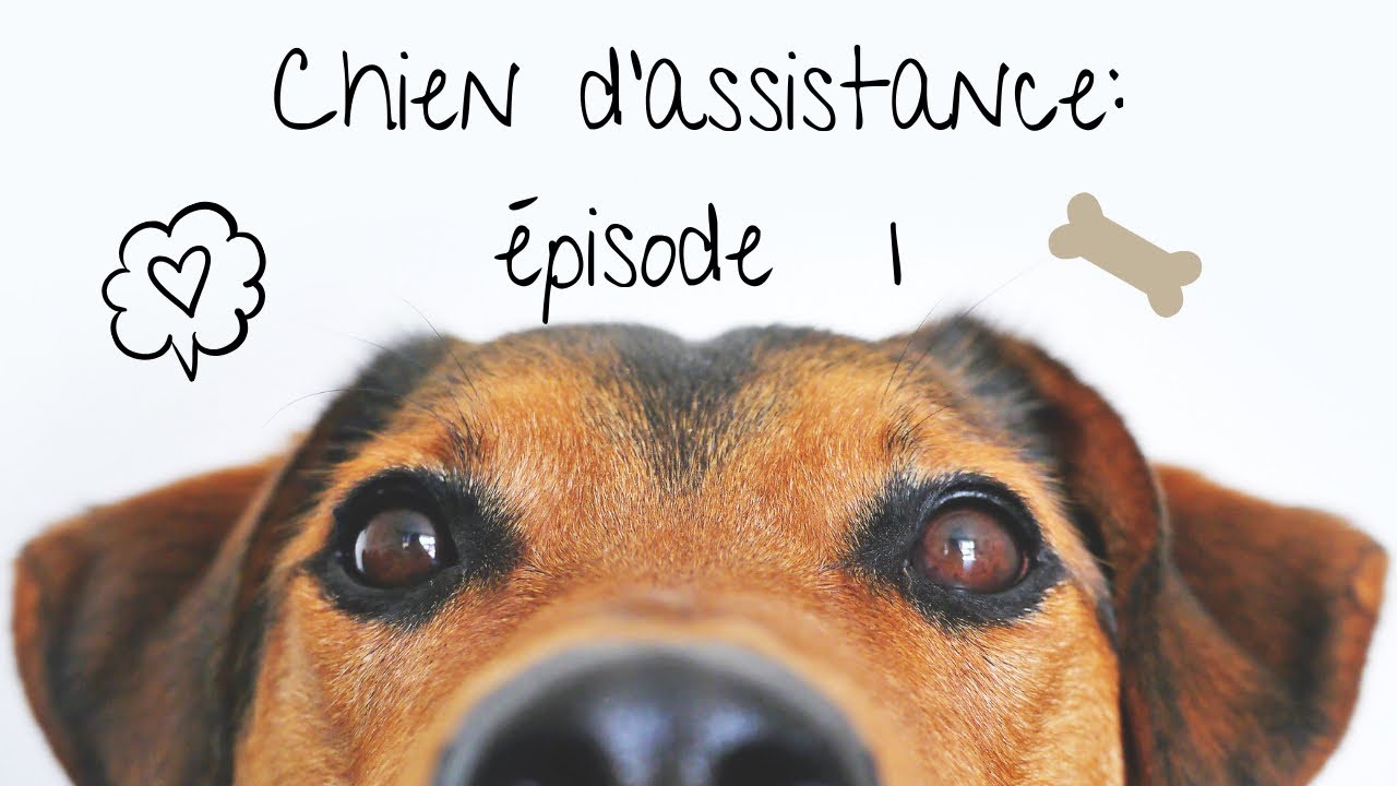 [CHIEN D’ASSISTANCE]  épisode 1: Les démarches !