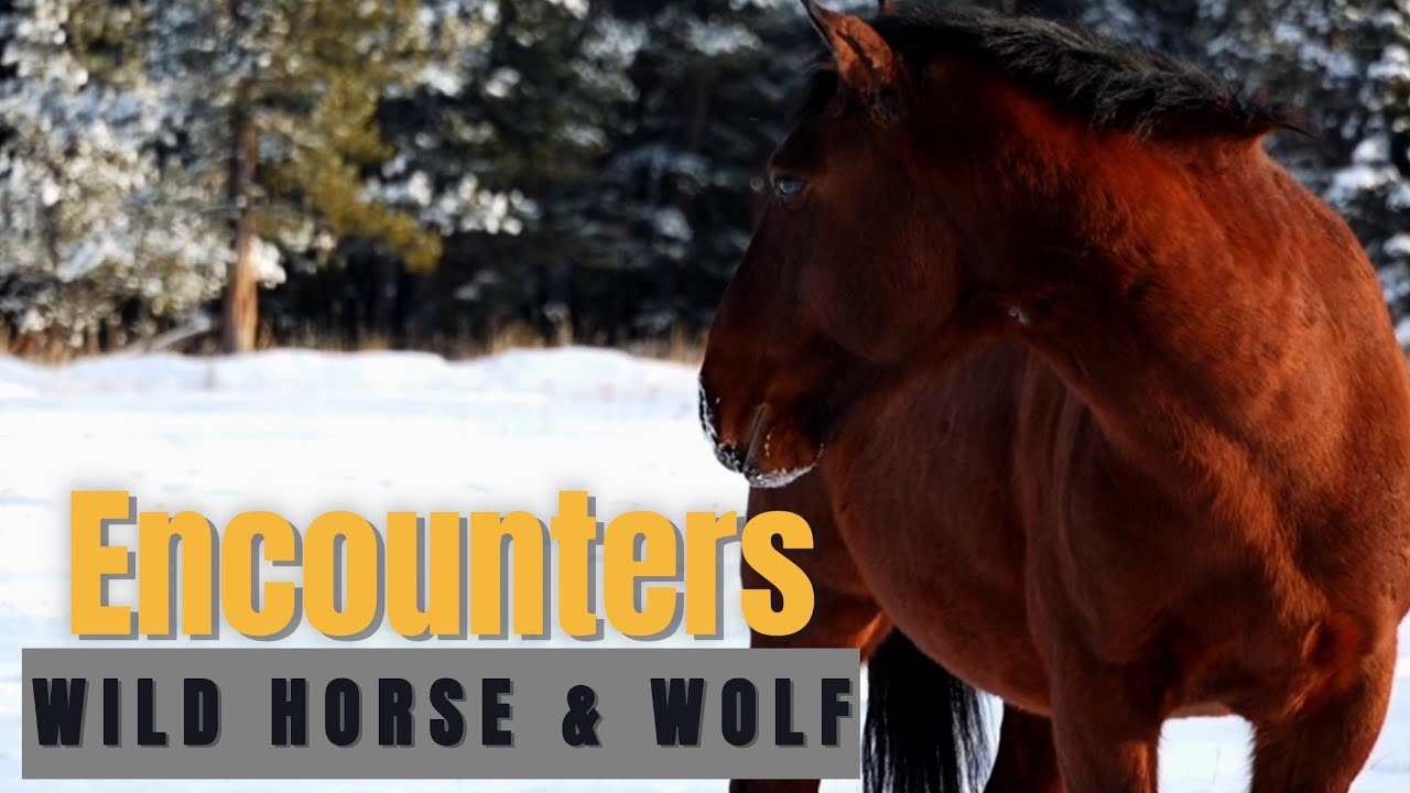 Riggs on Alert | A Winter Moment in Wild Horse Country