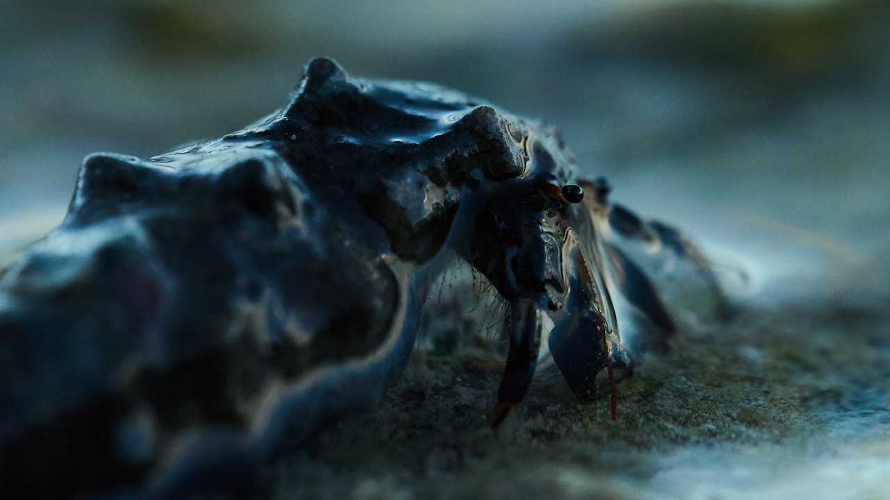 Mobile Homes // Hermit Crabs of Mauritius