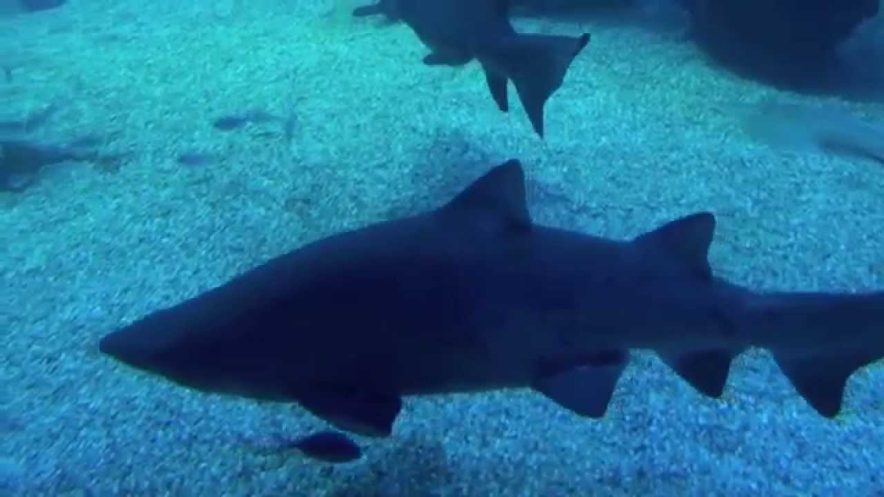 Palma Aquarium