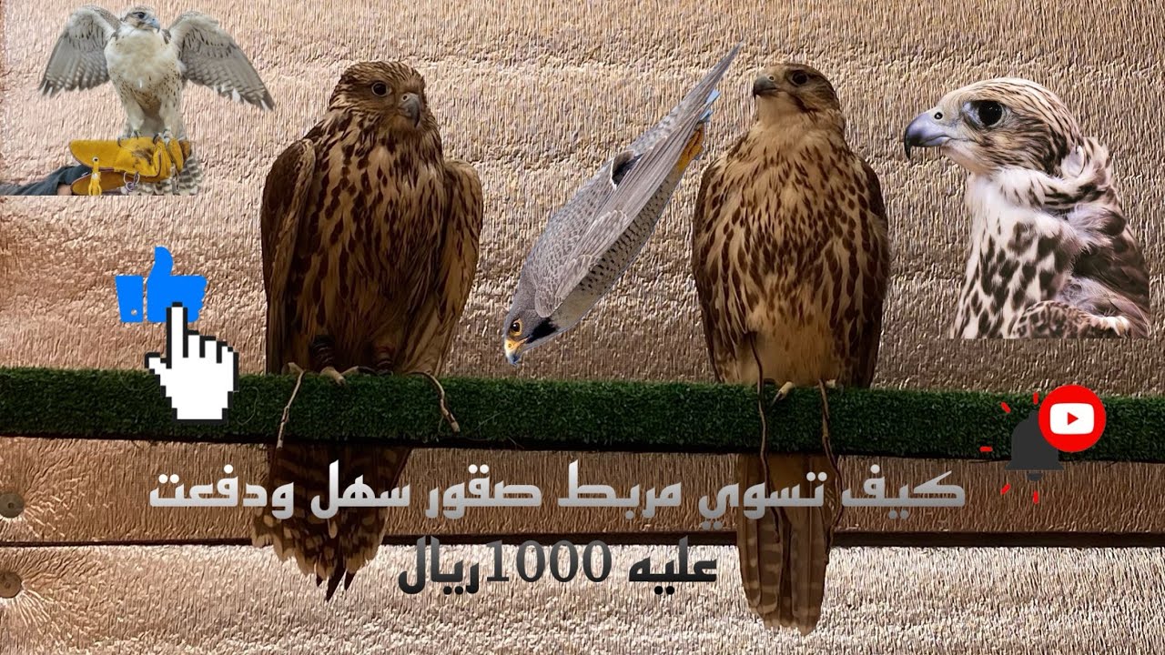 كيف تسوي مربط صقور ‏سهل دفعت عليه 1000 ريال غيرت محتوىي إلى صقور