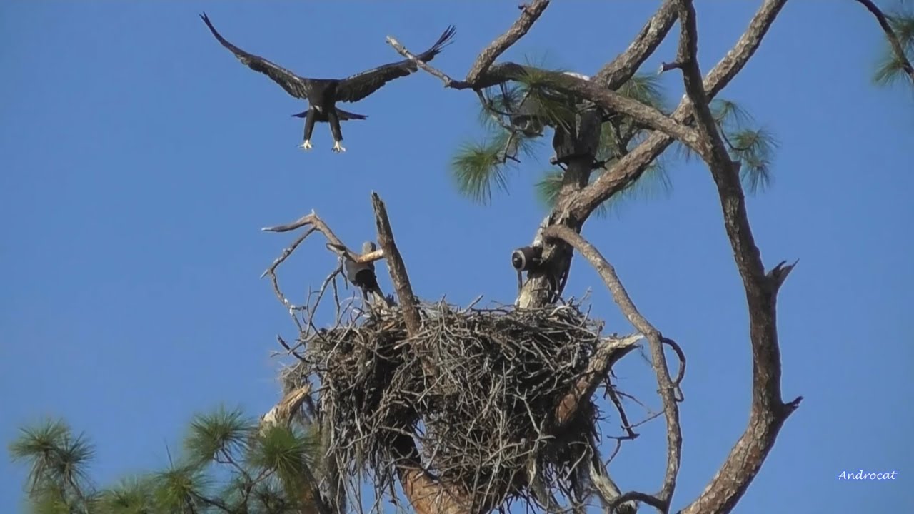 SWFL Eagles 3-8-26.  Moments in Time:  E26, 11 WEEKS OLD ON 3-5-26, READY FOR FLEDGE!