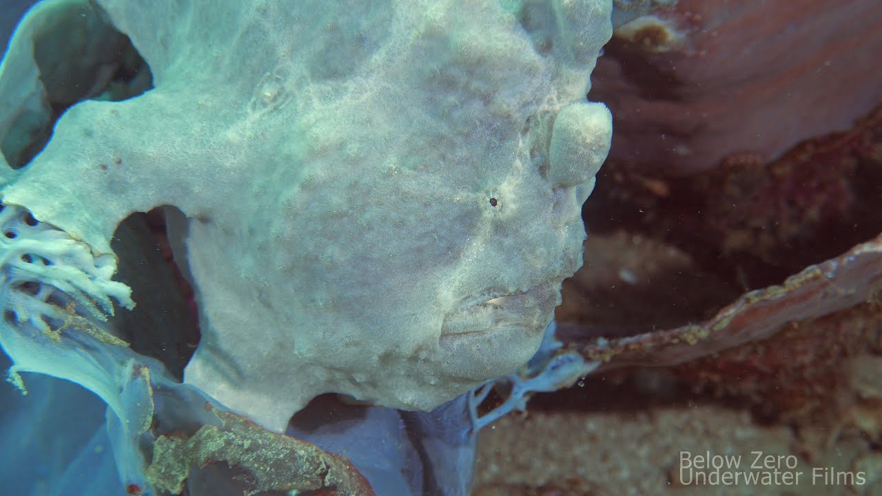Frogfish  - Colorful aliens
