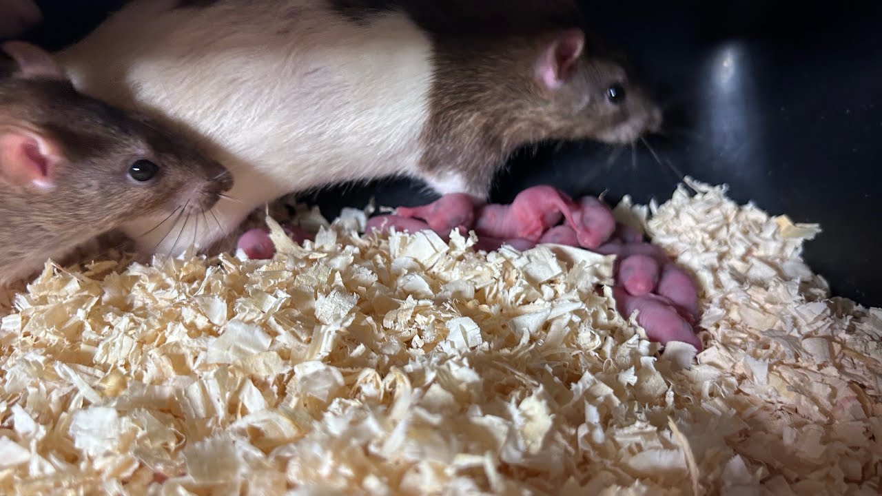 Mama rats 🐀 eat there Babies