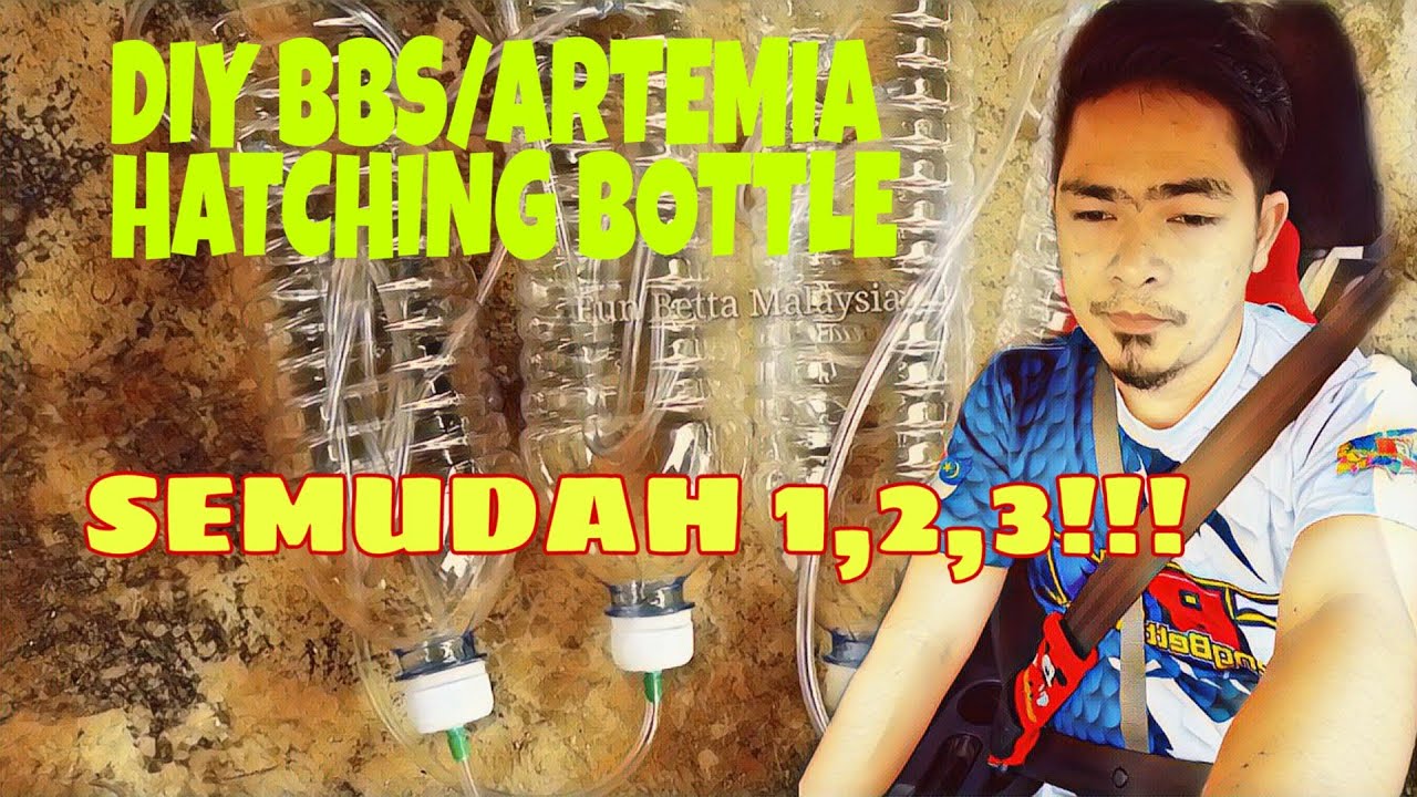 Diy alat tetas bbs/artemia..modal rm2 sahaja!!!