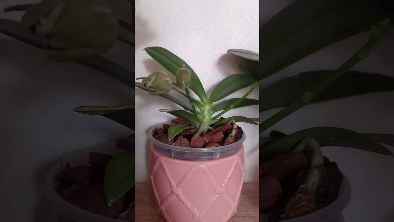 🌱Моя сказка 🌸Орхидея Joy fairy tale🥳Первое домашнее цветение