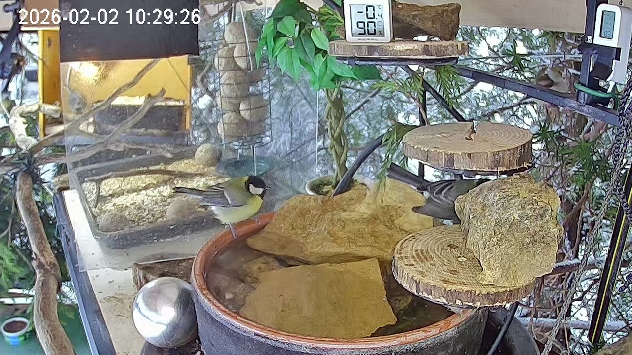 Vormittags am Vogel-Spa (02.02.2026)