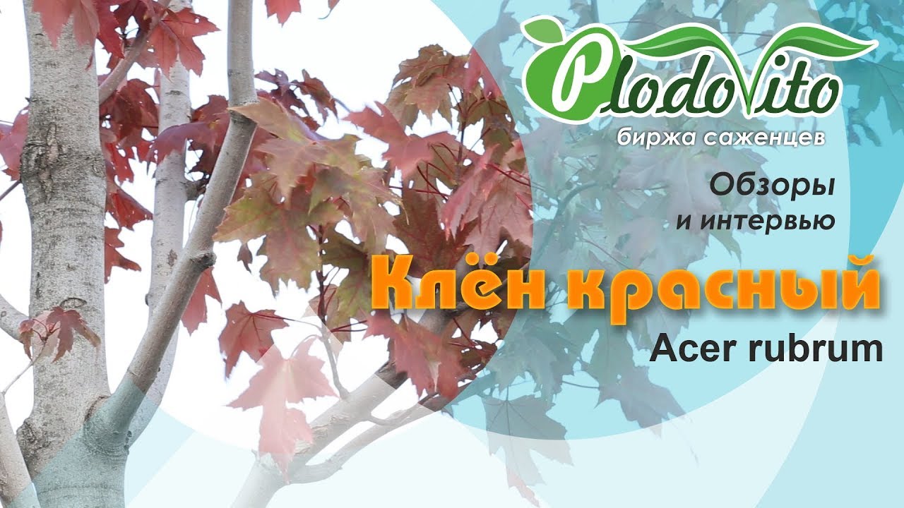 Клён красный I Acer rubrum