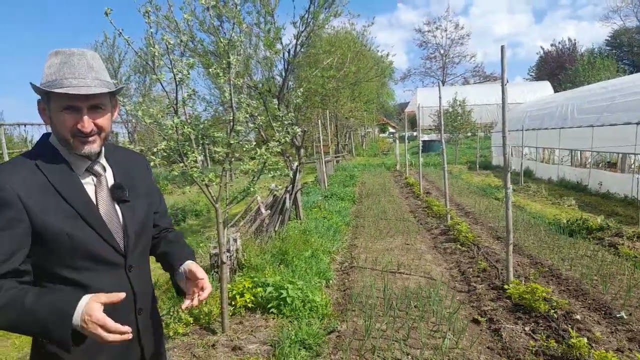 Ceapa si usturoiul   doua plante supervaloroase si usor de cultivat