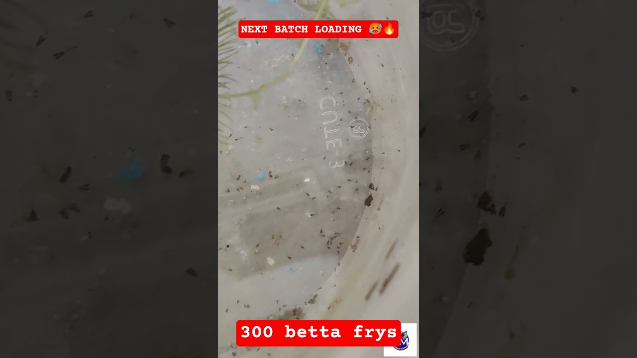 wait for the end 😱🥶🥵🔥#bettafish #breeding #bettabreeder #fry #baby #trendings #shortvideo #bettas