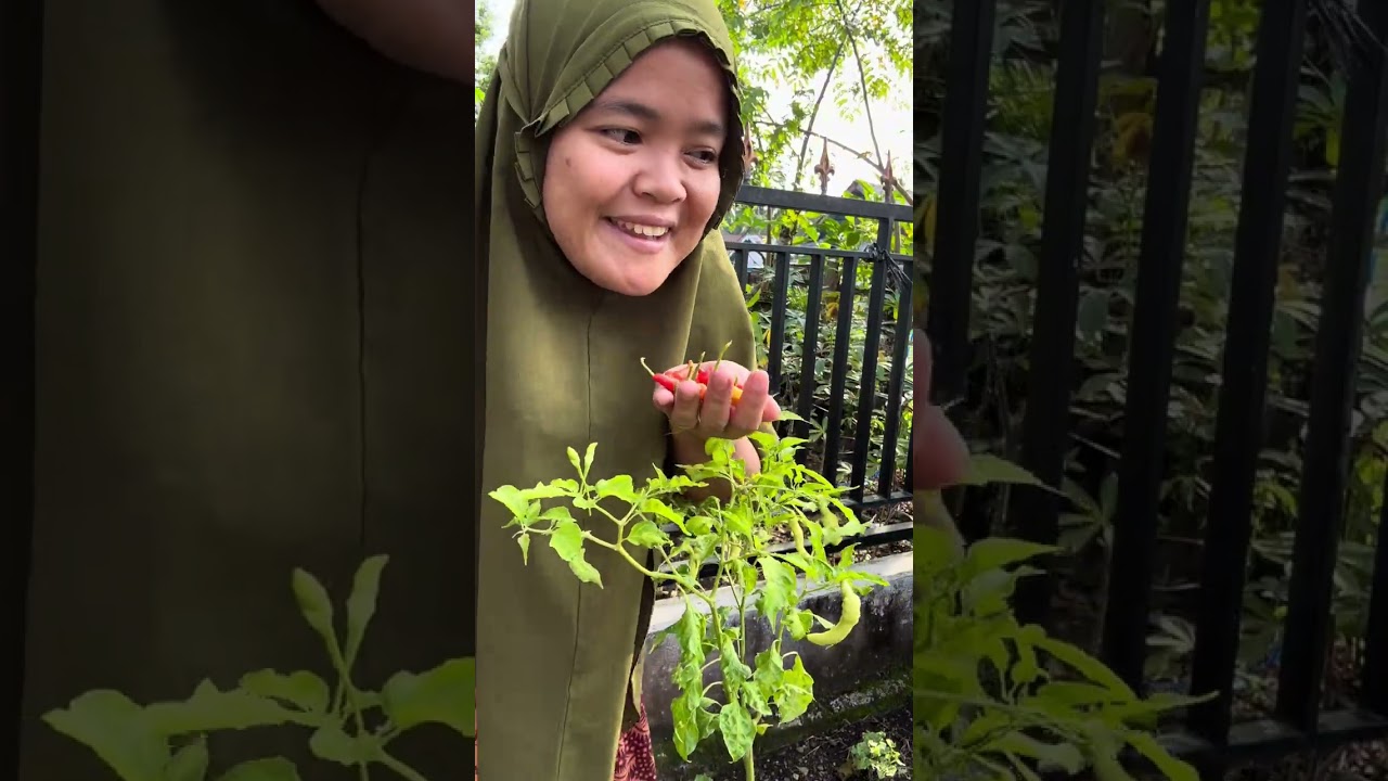 Bermacam tanamanku di kebun | pepaya belum mateng 