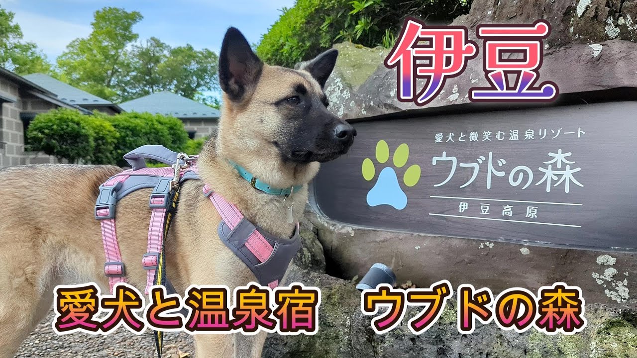 犬旅　伊豆　ウブドの森編