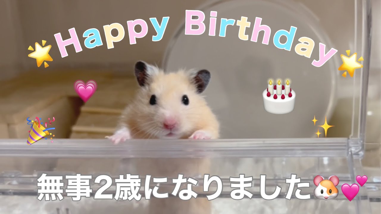 2歳になったキンクマハムスター🐹1歳からの体調変化【老ハム】