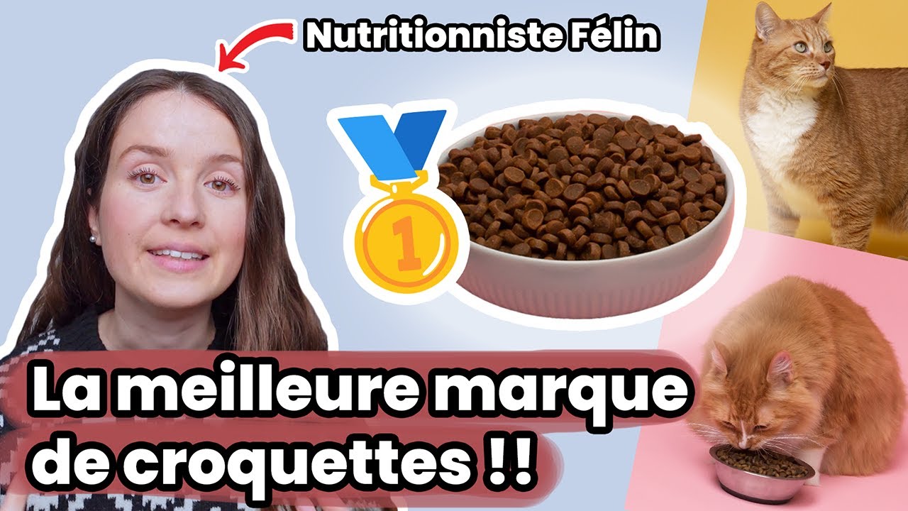 Quelle est la meilleure marque de croquettes pour chat ? L'avis d'une nutritionniste félin !