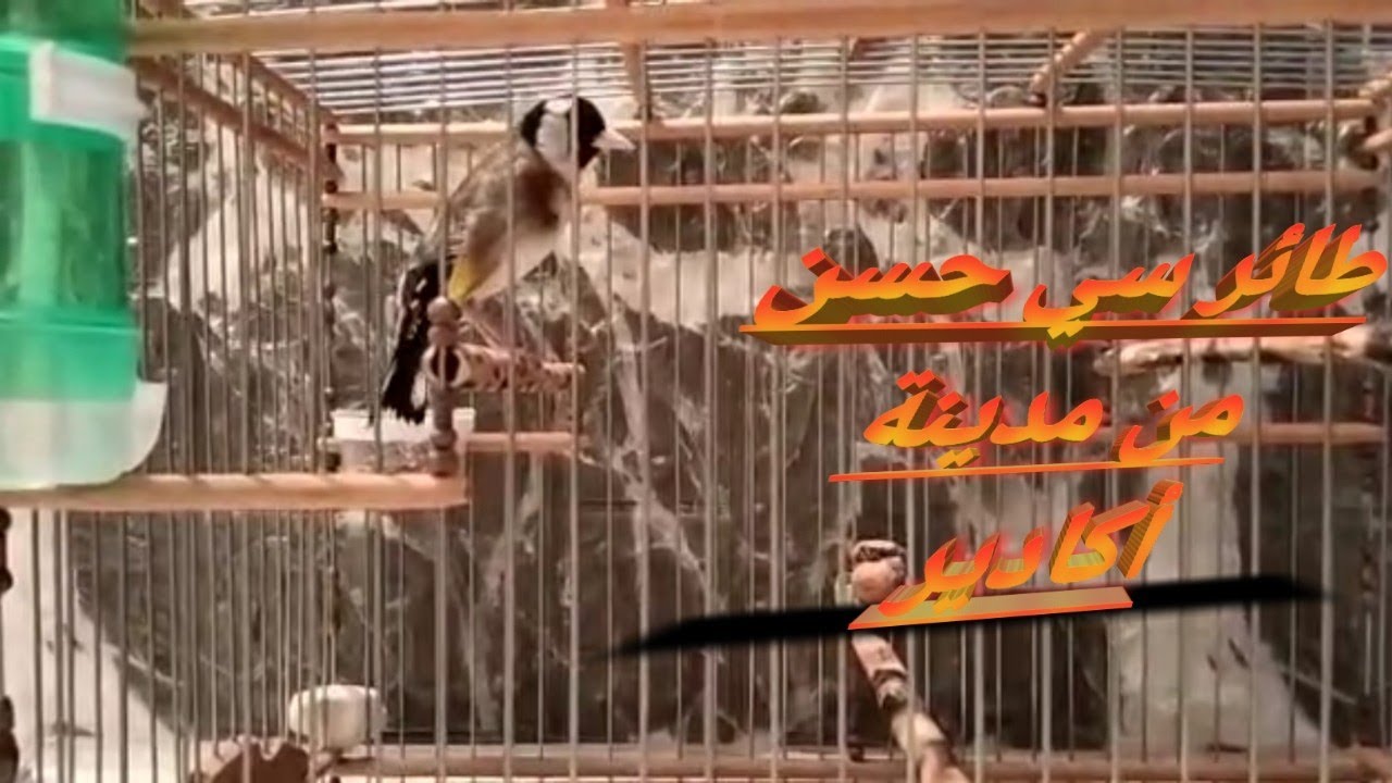 تسجيل ممتاز لطائر سي حسن من مدينة أكادير فرجة ممتعة #chardonneret_chant