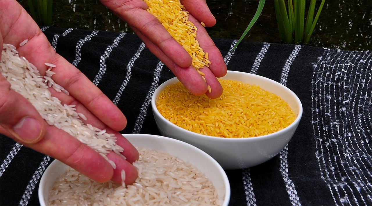 Top 10 Datos Sobre los Alimentos Modificados Genéticamente