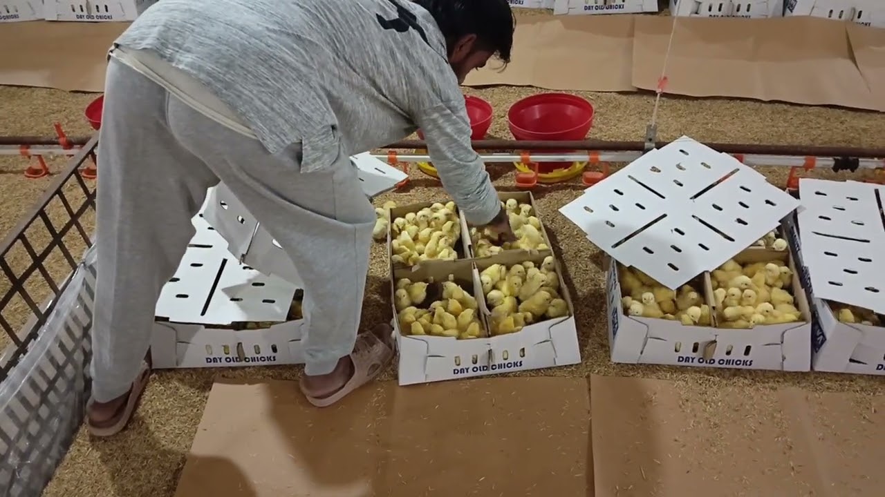 Poultry Farm business, broiler business, broiler poultry farm, high profit business