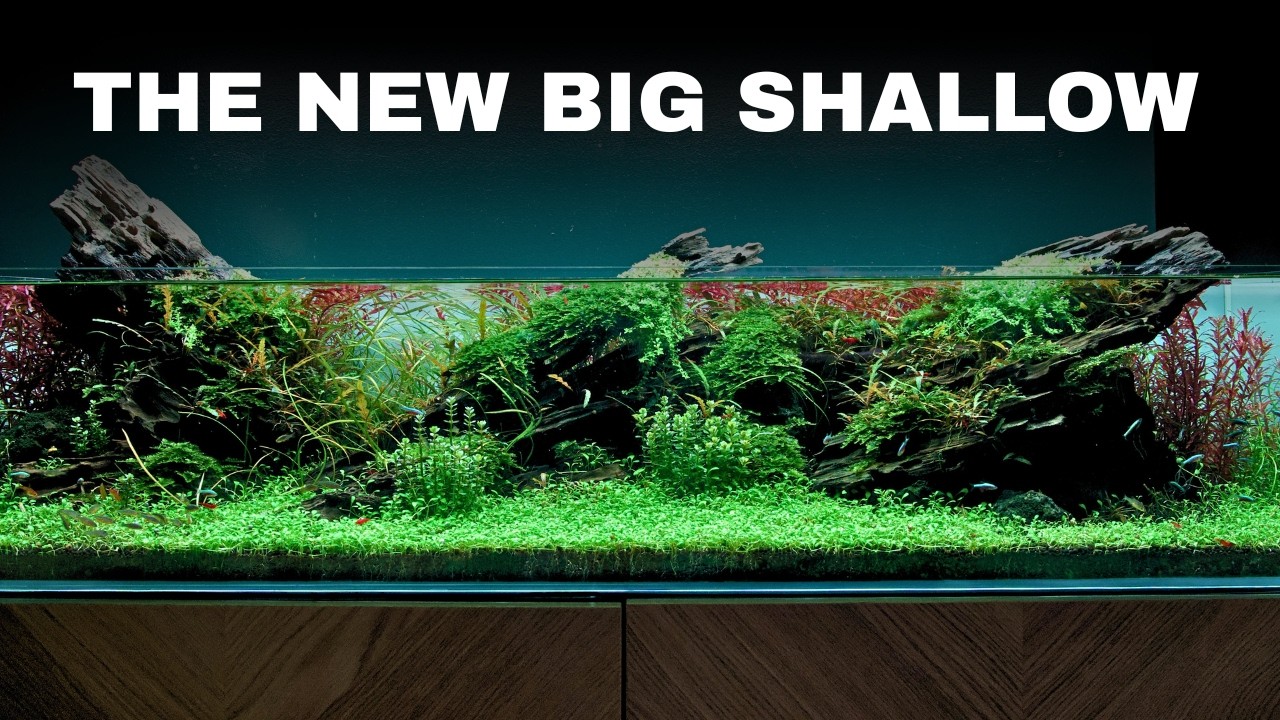 Epic 4ft Shallow Aquarium Build For Galaxy Rasboras! Aquascape Tutorial