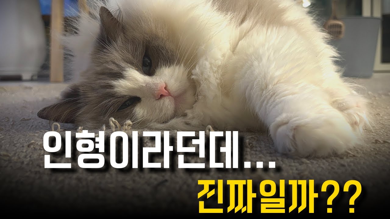 인형이라 불리던 랙돌, 6년을 같이 살아보니... 😻