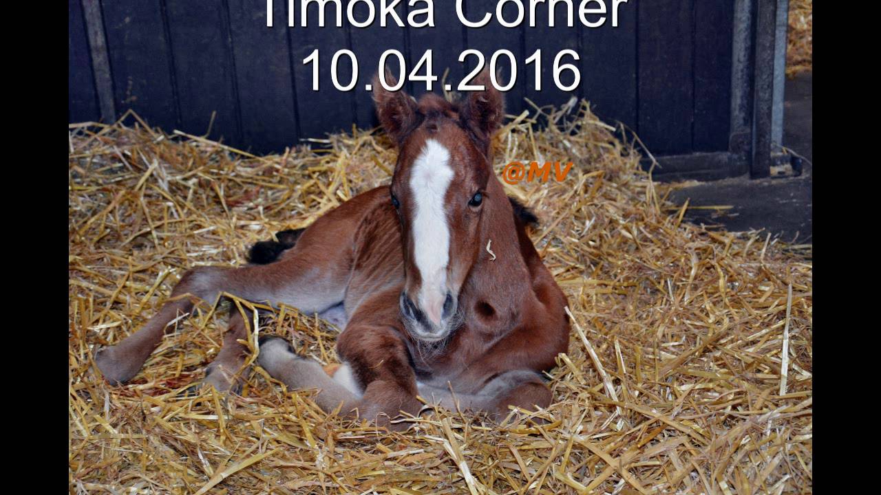 Timoka Corner_born on 10.04.2016_Timoko (FR)_Oggi Corner (DE)_My first day on this wonderful world