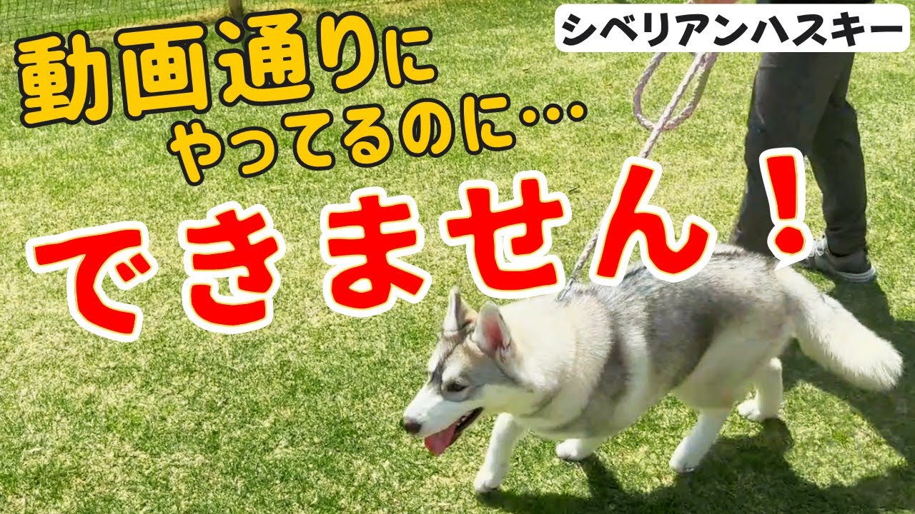 【ハスキー】上手くいかない！？　拾い食いやお散歩、分離不安などに関するお悩み解決！！