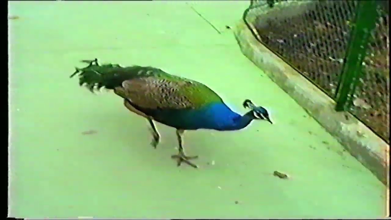 Out and About - Spain, Morocco, Marbella, Fuengirola, Mijas 1988