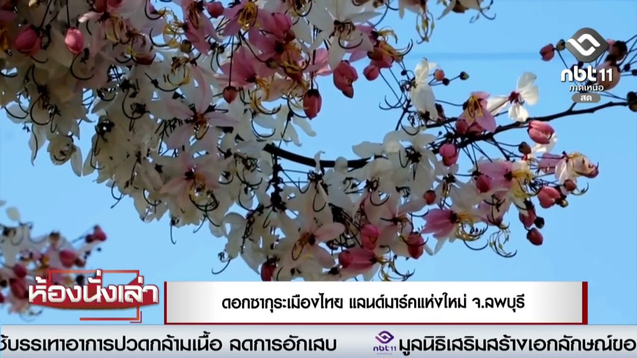 ดอกซากุระเมืองไทย แลนด์มาร์คแห่งใหม่ จ ลพบุรี