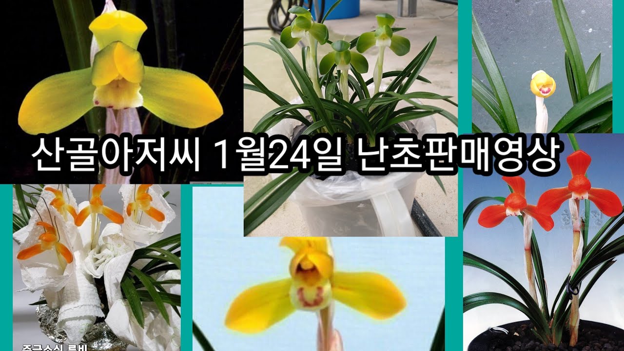 산골아저씨.옥보살구일란소진주수천일대홍보황룡천수루비양귀비