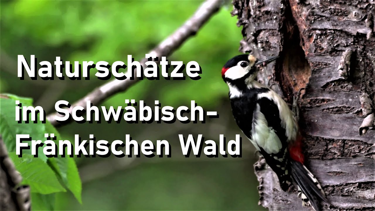 Naturschätze im Schwäbisch-Fränkischen Wald
