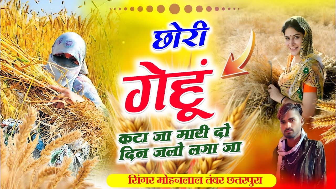 गेहूं Song_(434)_गेहूं लावणी सरसों छोरी गेहूं कटा जा मारी दो दिन जलो लगा जा सिं मोहनलाल तंवर छतरपुरा
