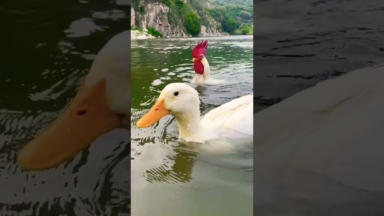 duck chicken family swimming at the river