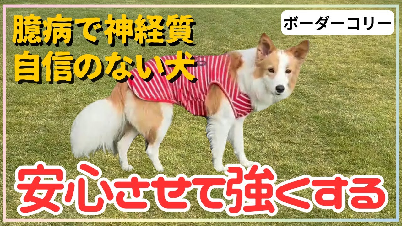 【犬しつけ】警戒心が強く吠えてしまうワンちゃんのトレーニング方法！気が弱くても安心させることで強くなれる★【ボーダーコリー】