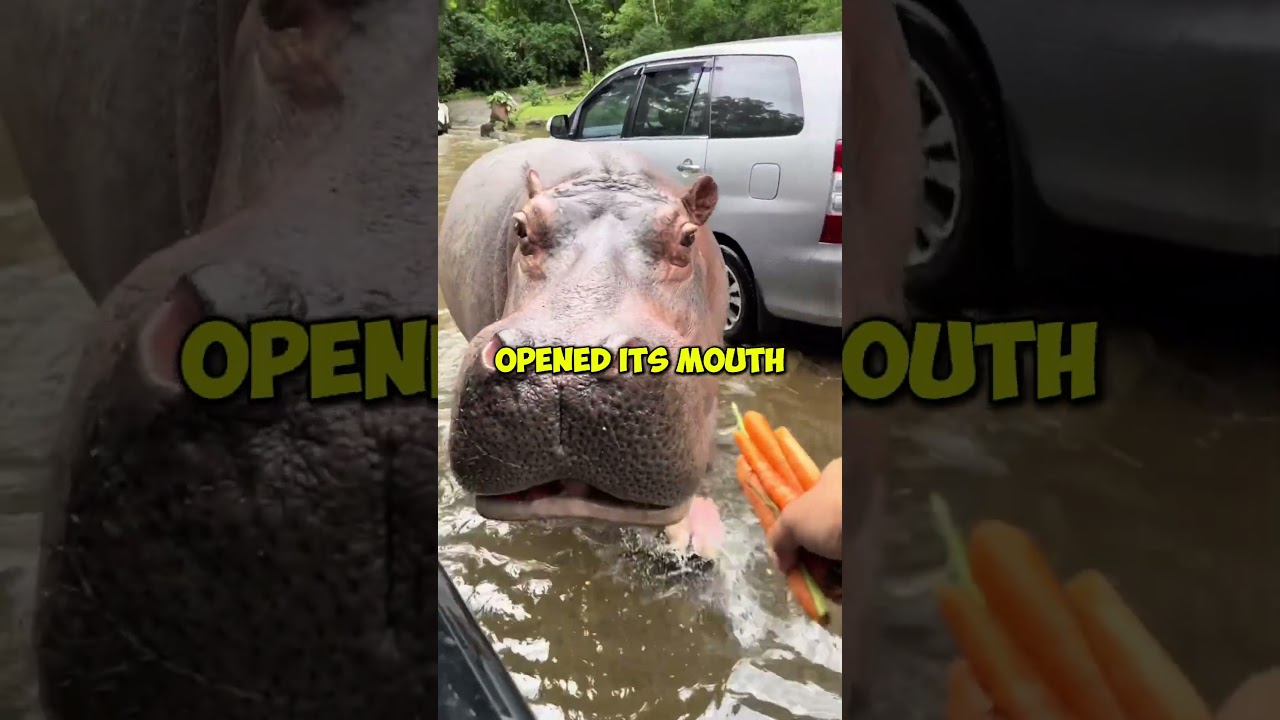 Feeding a hippo inside a car 😮