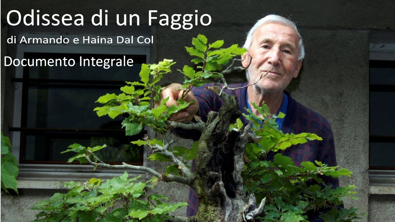 1981 - 2021 Odissea di un Faggio di Armando e Haina dal Col