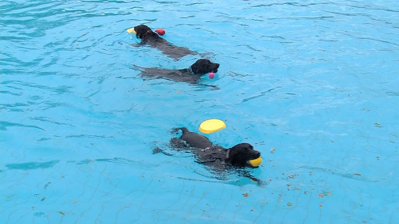 Tierisches Spektakel: Hundeschwimmen im Freibad