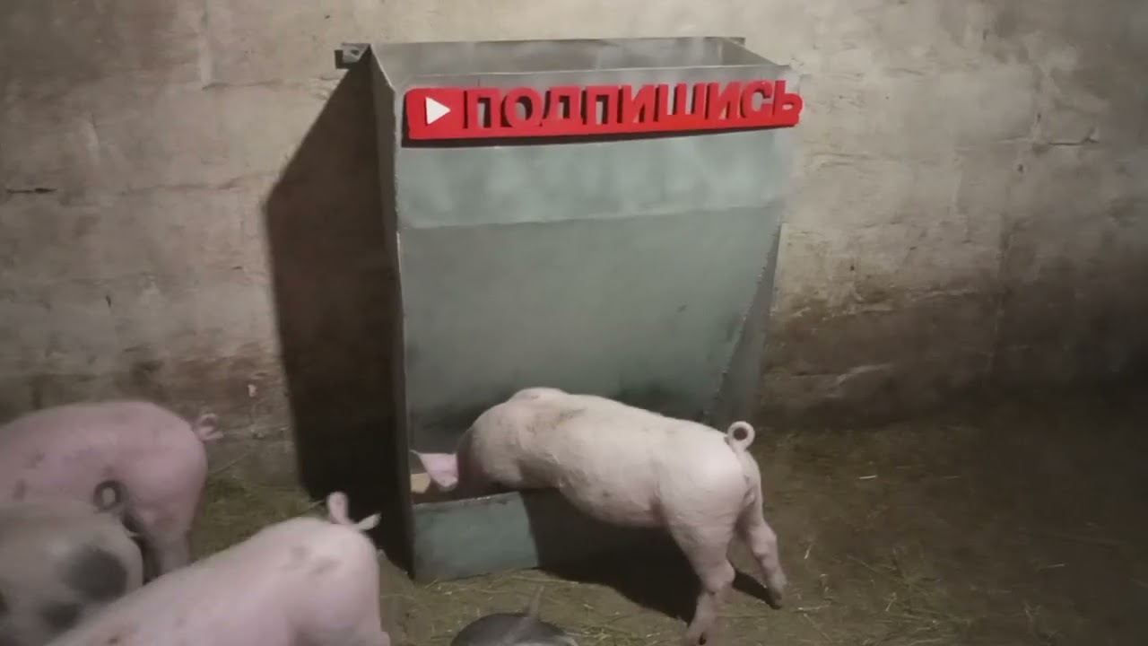 Бункерна кормушка для відгодівлі свиней своїми руками