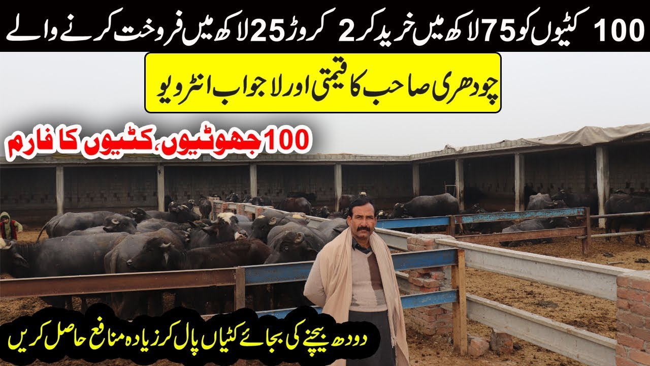 Chaudhary Mustafa Cattle Farm | 100 Katti Farm | Katti Farming in Pakistan | Dairy Farming