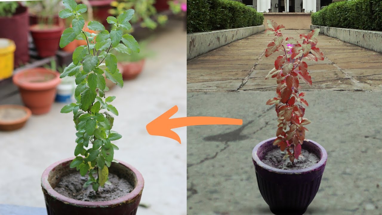 कृष्णा/काली तुलसी के पत्ते हरे क्यों हुए।Purple Tulsi Turning Green And How to Fix It. Black V Green