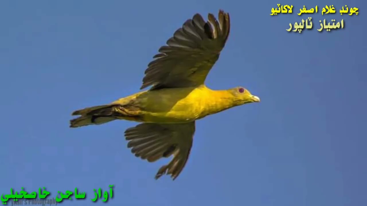 شاعري عنايت ڪپري - آواز ساجن خاصخيلي