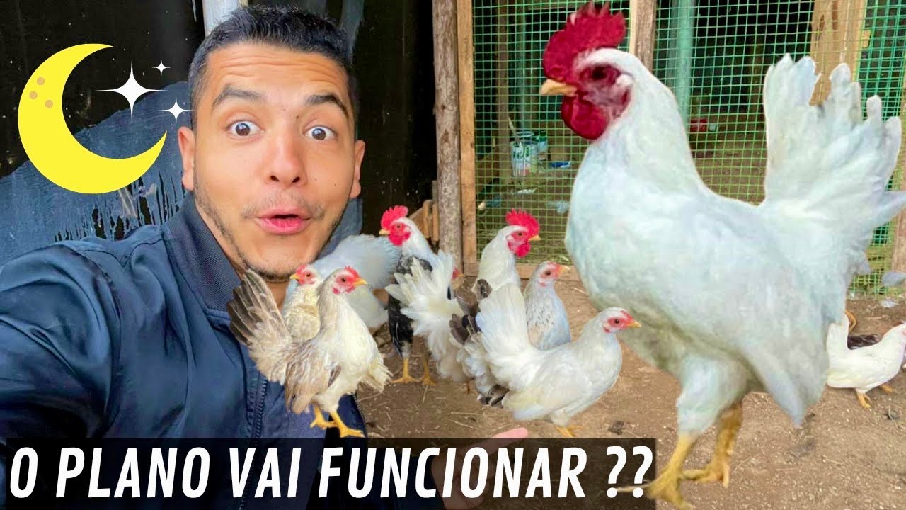 Soltando os franguinhos | Construído viveiro  | Aves Recriar