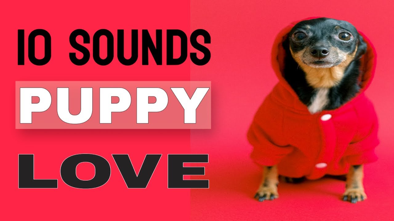 10 Sounds Puppy Love The Most