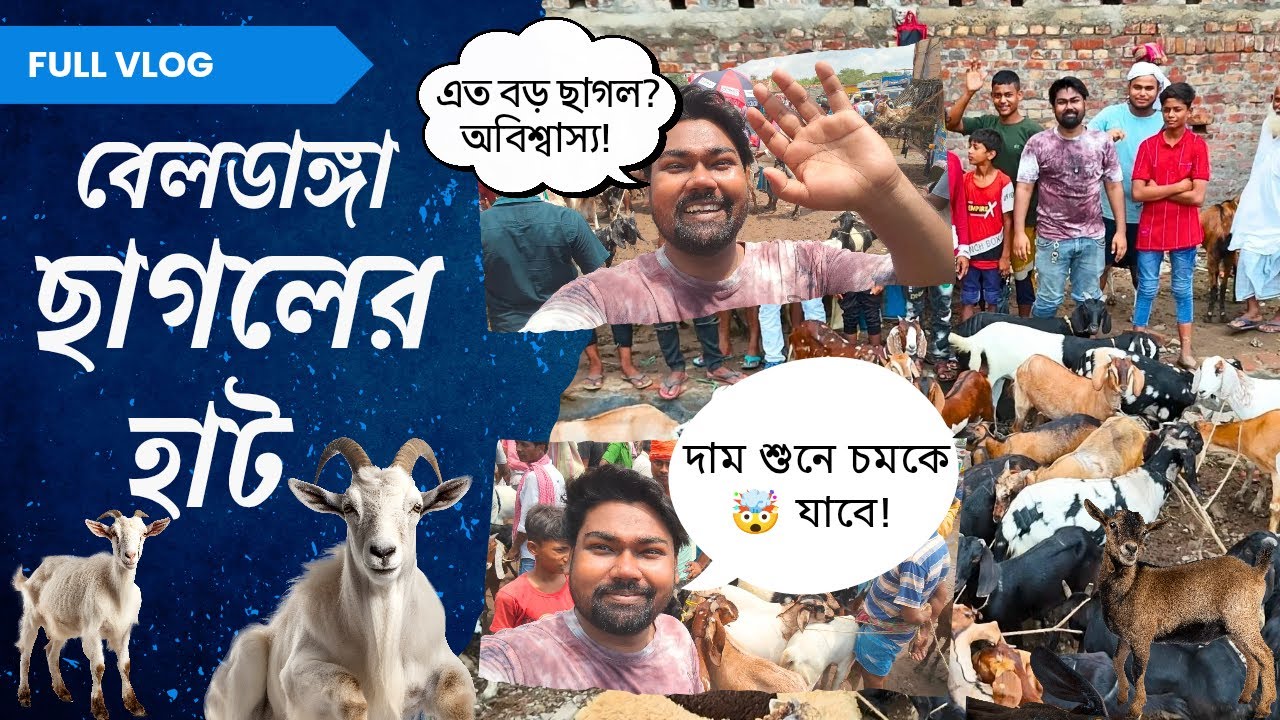 সব থেকে বড় ছাগলের হাট || Beldanga Goat Market