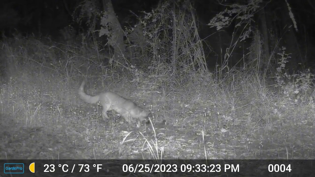 Fox Playing with a Trowbridge's Shrew